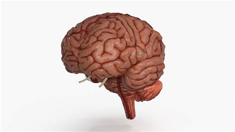 Image result for Brain Machine Learning Vector