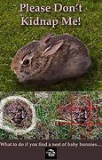 Image result for Cleaned Fur Lined Rabbit Nest