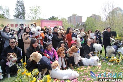 中国首届宠物集体婚礼，爱狗人士为何会痴迷宠物？_法库传媒网