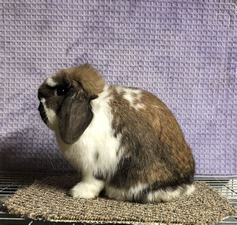 AMH “Brittany” holland lop broken junior doe | Holland lop, Holland ...