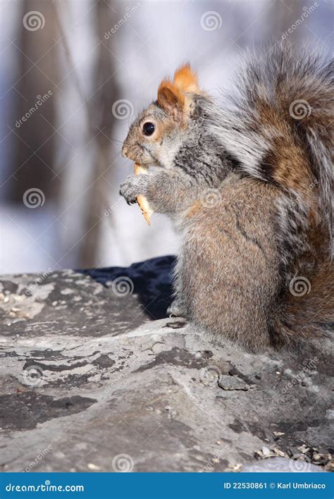 Squirrel on rock stock image. Image of wildlife, squirrel - 22530861