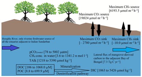 Carbon Biogeochemistry of the Estuaries Adjoining the Indian Sundarbans ...