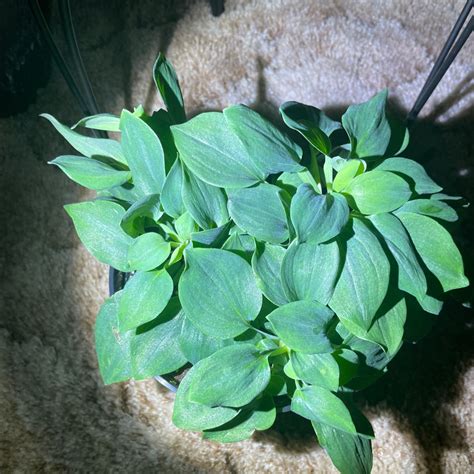 Propagating Spanish Butcher's Broom: Step-by-Step Guide