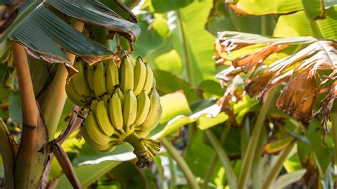 Wild Banana Vs Domestic Banana at Frank Keith blog