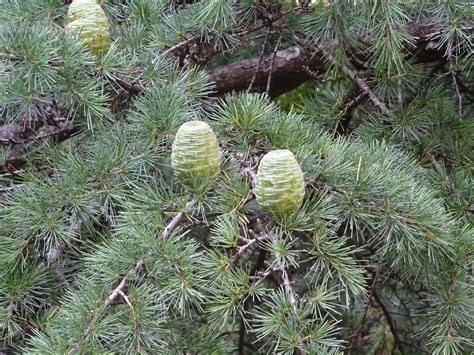 Types Of Gymnosperms