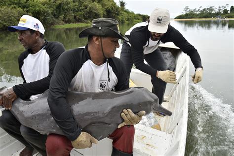 International approval for South American conservation plan for river dolphins | WWF