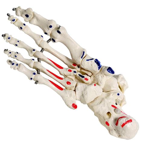 EVOTECH SCIENTIFIC Human Foot and Ankle Model, Life India | Ubuy