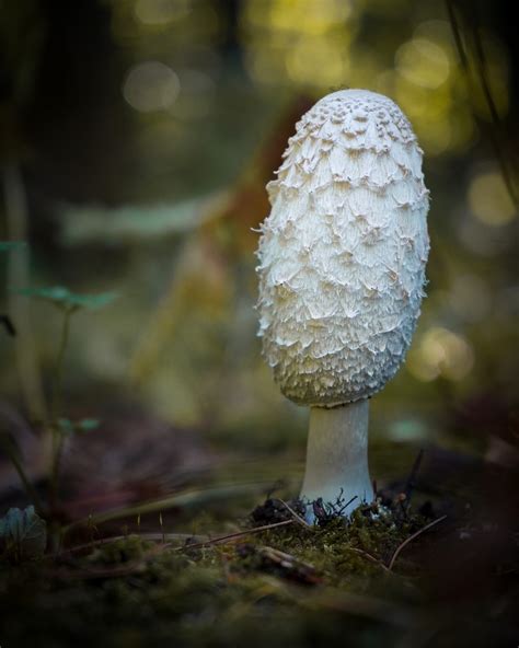 Shaggy Mane (Coprinus comatus) - Barefoot Brian