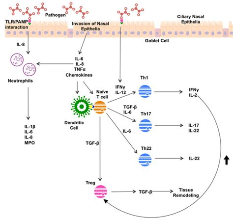 Inflammation and Endotyping in Chronic Rhinosinusitis—A Paradigm Shift