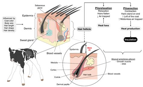 Efficacy and Function of Feathers, Hair, and Glabrous Skin in the ...