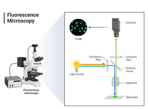 Image result for How Does Fluorescence Spectroscopy Work