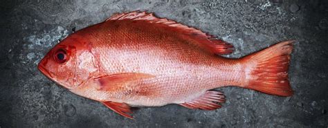 Image result for Snapper Animal
