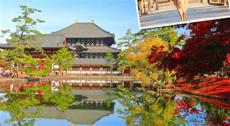 Kyoto Nara Arashiyama Day Tour | Feed the deer in Nara Park • Fushimi ...