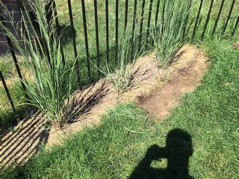 How to Mulch Beds 的图像结果