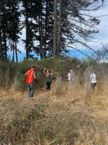 Volunteers strengthen JBLM’s prairies, training lands | Article | The ...