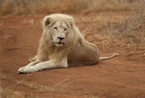 White Lion Species