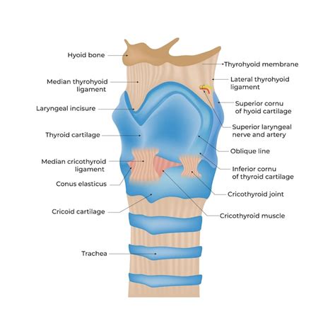 Neck bones anatomy Vectors - Download Free High-Quality Vectors from ...