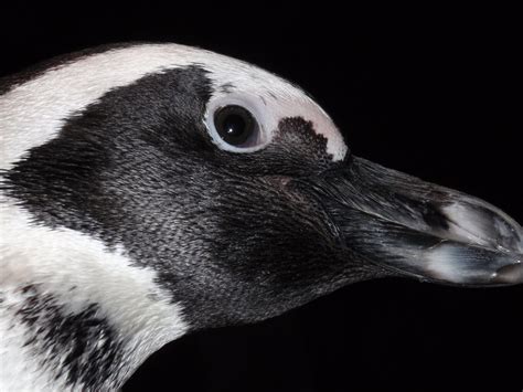 Do Penguins Have Ears
