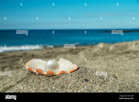 Image result for Beach Background Pearly Shell