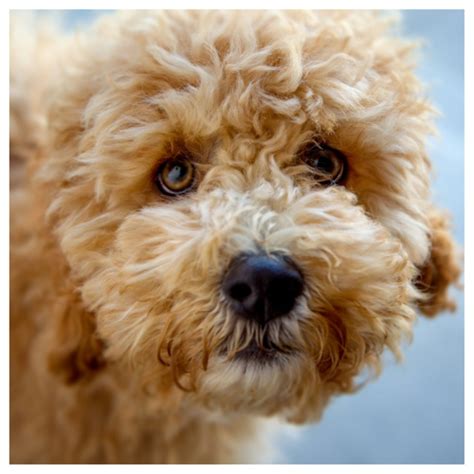 Image result for Cockapoo Terrier