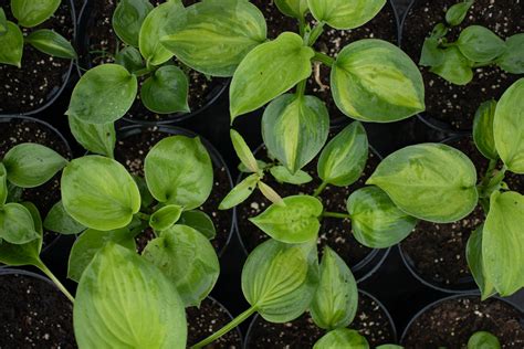 How to Grow Hostas from Seed — Meadowlark Journal