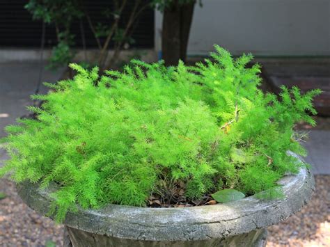 Asparagus Fern Care: How To Grow Asparagus Ferns | Gardening Know How