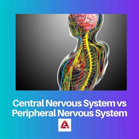 Central vs Peripheral Nervous System: Difference and Comparison
