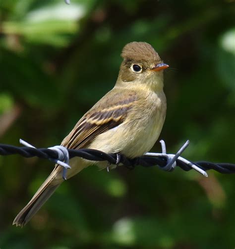 Pacific-slope Flycatchers at Fort Rosecrans National Cemetery - Greg in San Diego