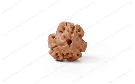 Buy Natural Rudraksha Online at Best Price - GemsMantra