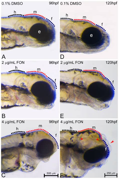 Zebrafish as an Alternative Vertebrate Model for Investigating ...
