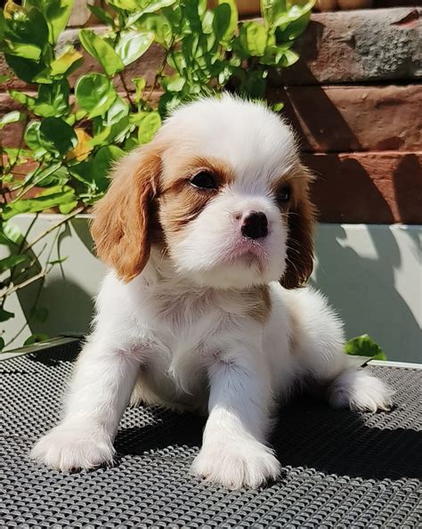 Cocker Spaniel Price In Vizag - Best For Pets