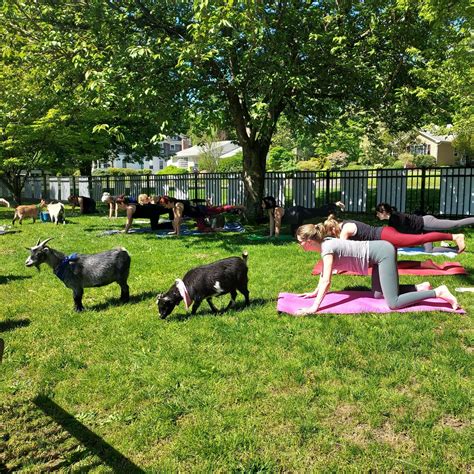 Discovering the Zen of Goat Yoga: A Unique Twist on Traditional Practice