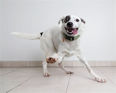 Autistic Dogs: Can Dogs Have Autism? - Whole Dog Journal