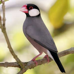 Image result for Elever Des Padda De Java