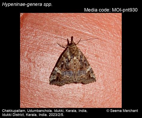 Hypeninae-genera spp. | Moths