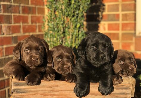 English Lab Puppies