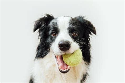 Image result for Human Dog Fetch