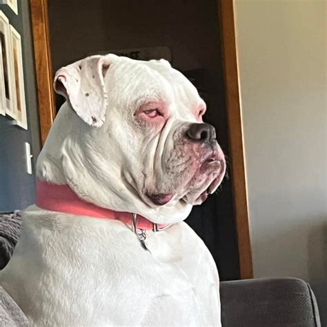 Female Johnson American Bulldog