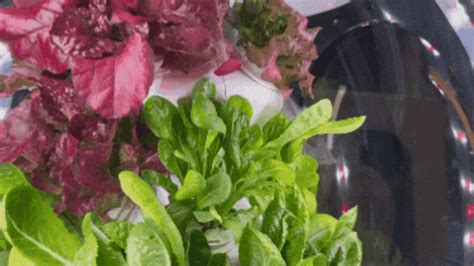 The Plantaform smart indoor garden uses NASA tech to grow plants with ...