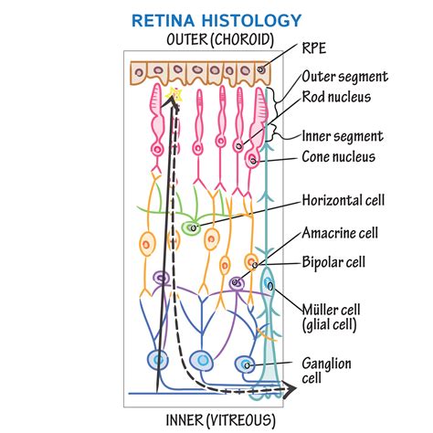 Retina Histology Diagram Eye Anatomy — OphthoBasics