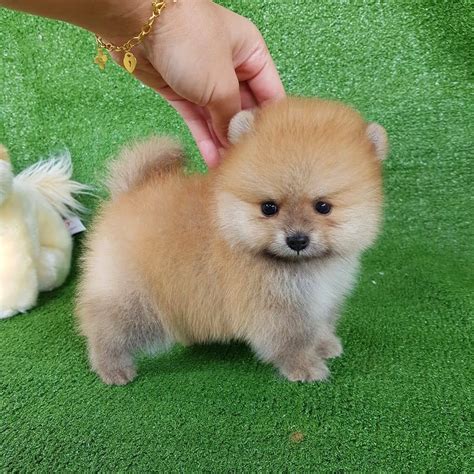 Teacup Pomeranian Puppies