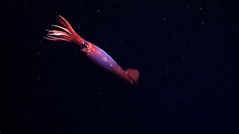 We've never seen this rare squid alive in the wild—until now | National ...