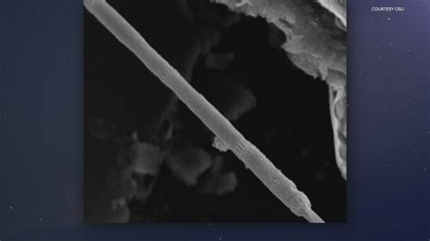 Oregon scientists find bacteria functioning like electric wires | kgw.com