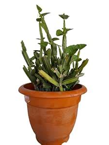 Green Cissus quadrangularis (Hadjod) in biodegradable grow bag : Amazon ...