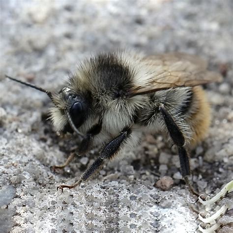 Шмель лесной (Bombus sylvarum) - Picture Insect