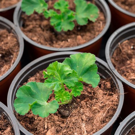 How To Start Geraniums From Seed - And Save Big!
