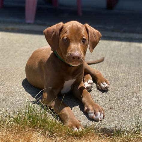 Doberman Pitbull Mix: Facts, Puppy Price & Guide | Puplore
