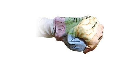Image result for Handy Brain Model
