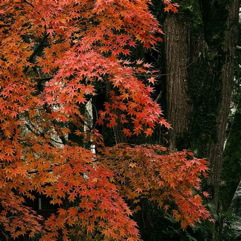 Where to Find Ash Wood Genshin: Essential Locations Guide – Woodworking Advisor