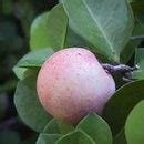 Cocoplum Fruit Plants (Chrysobalanus Icaco) – veliyathgardens